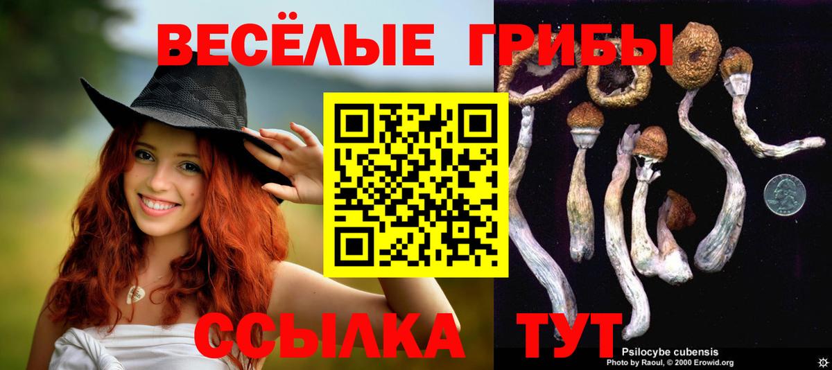 Псилоцибиновые грибы Psilocybine cubensis Красногорск